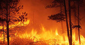 Susuz’da Orman Yangını