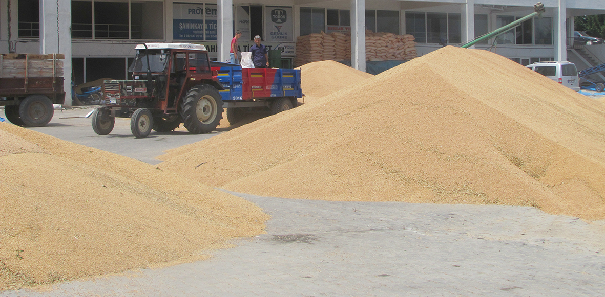 Buğday alımında fiyatlar  80-90 kuruş civarında