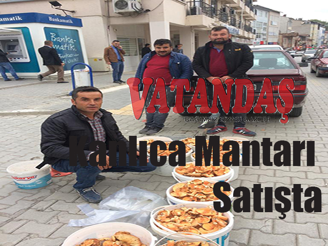 Kanlıca Mantarı Satışta