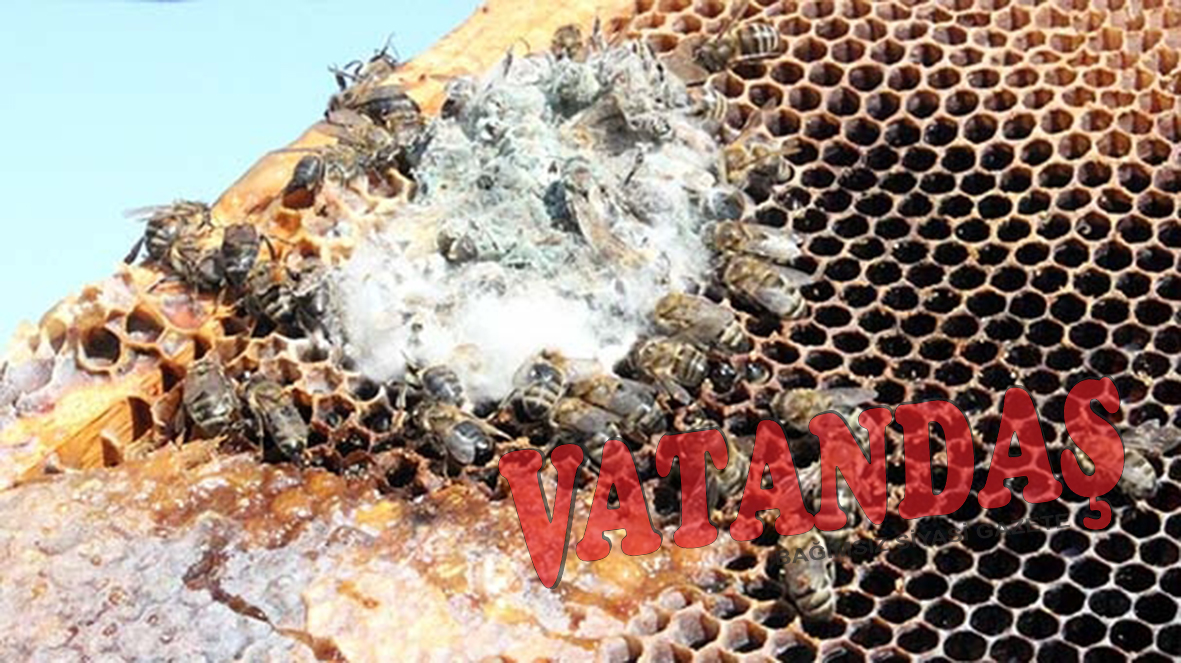 Arıcılar DİKKAT! Arılarda bulaşıcı Amerikan Yavru Çürüğü hastalığı Tehlikesi