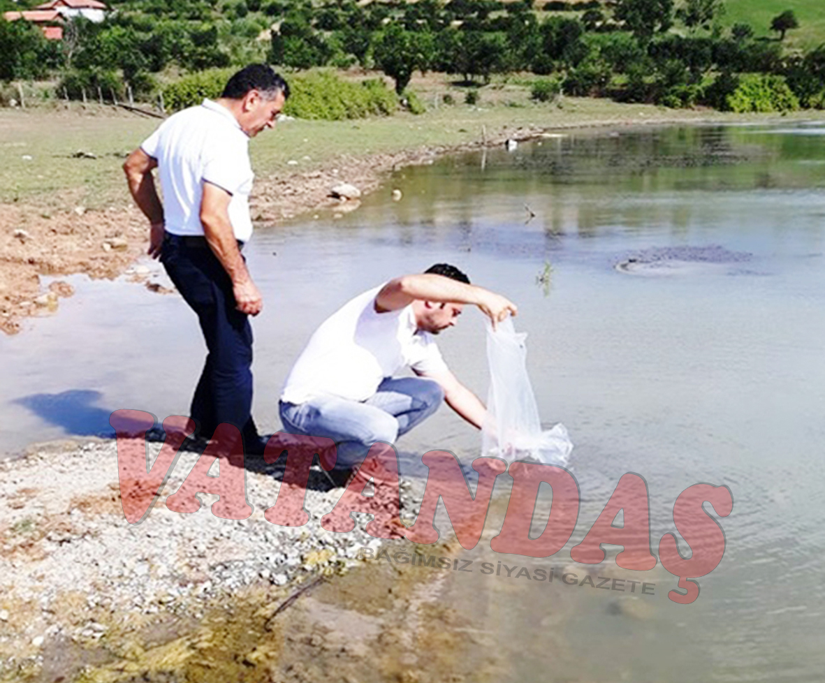 Samsun’da Göl ve Göletlere 120 Bin Adet Yavru Balık Bırakıldı