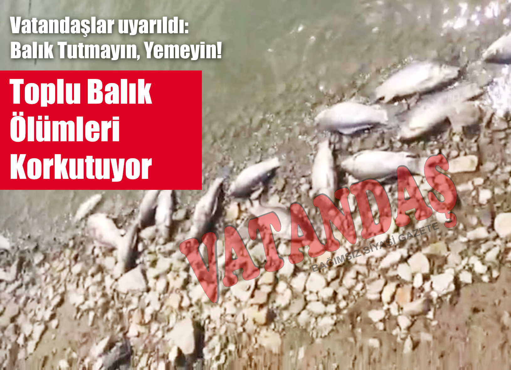 Vatandaşlar uyarıldı: Balık Tutmayın, Yemeyin! Toplu Balık Ölümleri Korkutuyor