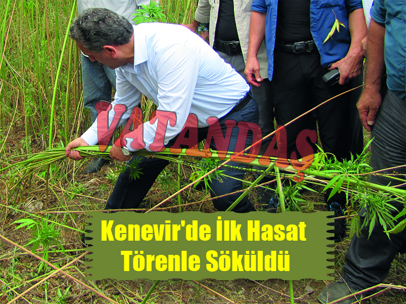 Kenevir’de İlk Hasat Törenle Söküldü