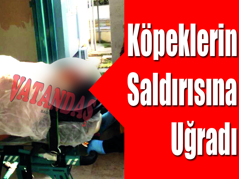 Köpeklerin Saldırısına Uğradı