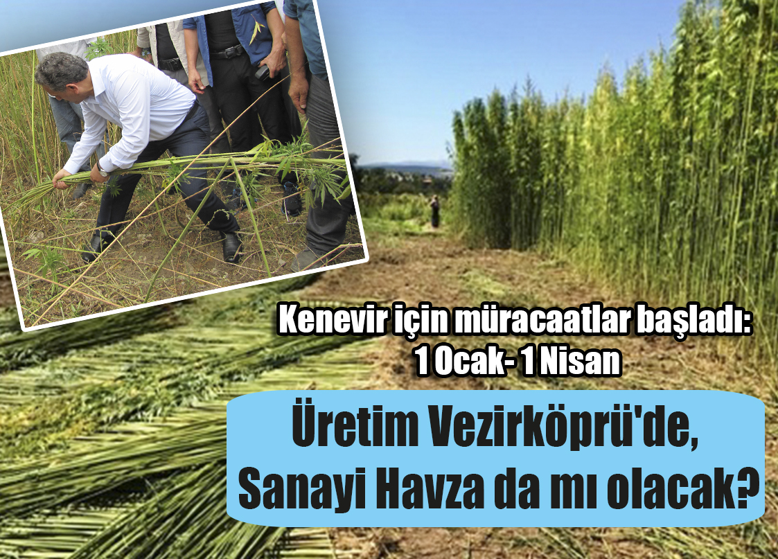 Kenevir için müracaatlar başladı: 1 Ocak- 1 Nisan Üretim Vezirköprü’de,  Sanayi Havza da mı olacak?