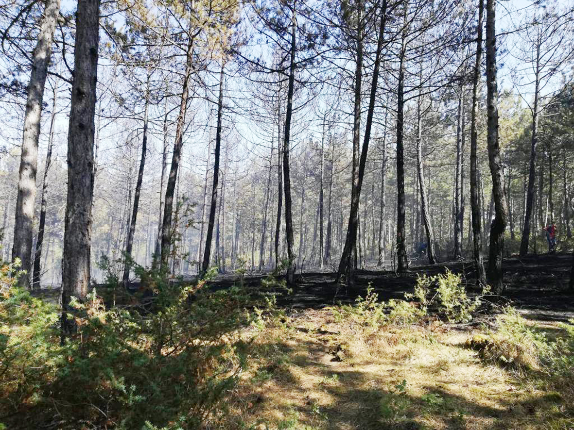 Sarıalan Mahallesi’nde 2 Hektarlık Ormanlık  Alan Zarar Gördü
