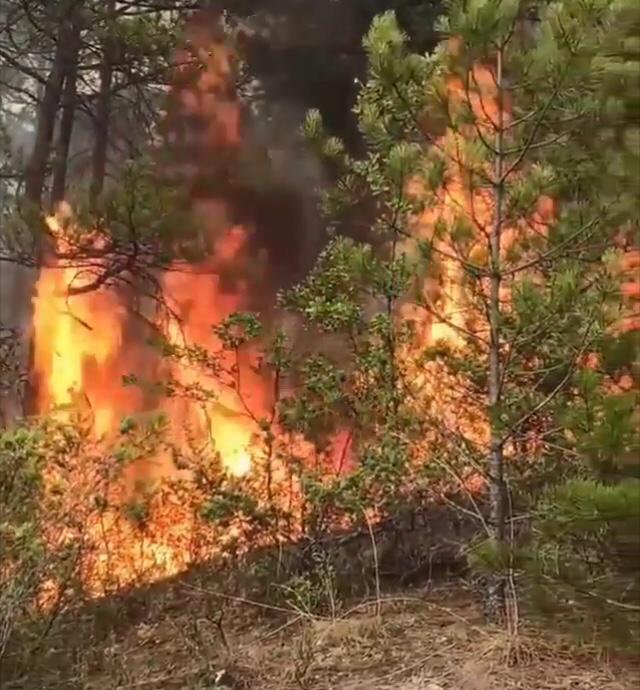 Susuz’da Orman Yangını