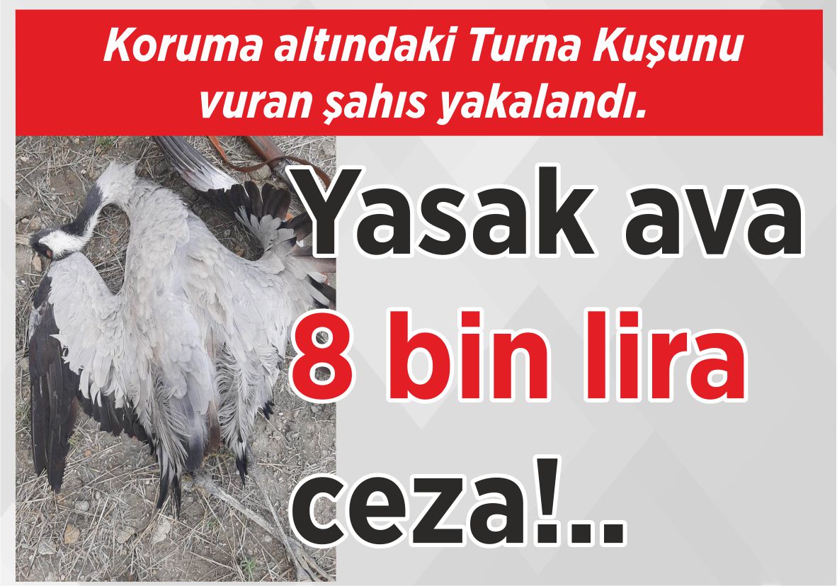 Koruma altındaki Turna Kuşunu vuran şahıs yakalandı. Yasak ava 8 bin lira ceza!..