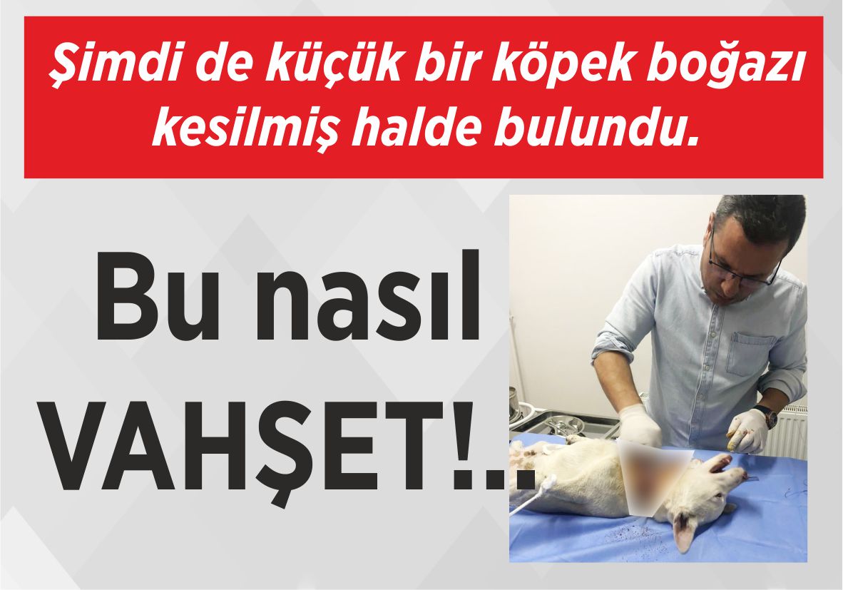 Şimdi de küçük bir köpek boğazı kesilmiş  halde bulundu. Bu nasıl VAHŞET!..