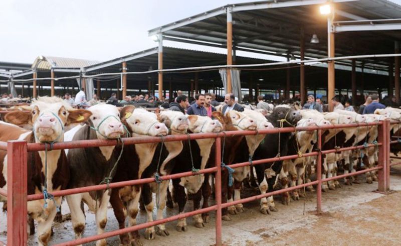 Hayvan Pazarı Açılıyor,  Kurslar Başlıyor