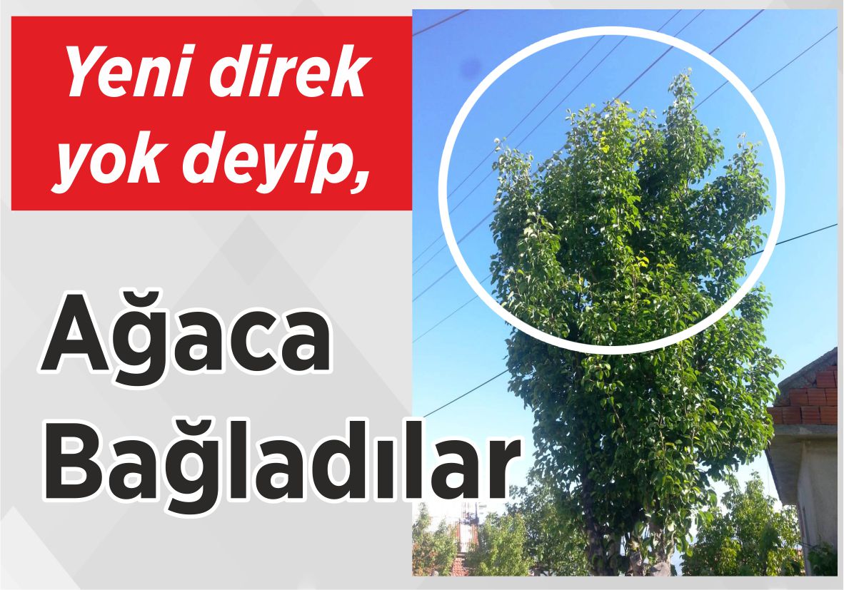 Yeni direk yok deyip, ağaca bağladılar