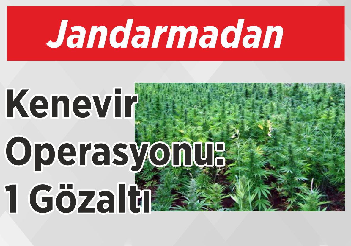 Jandarmadan Kenevir Operasyonu: 1 Gözaltı