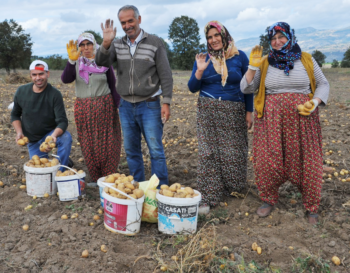 Patates hasadı başladı.