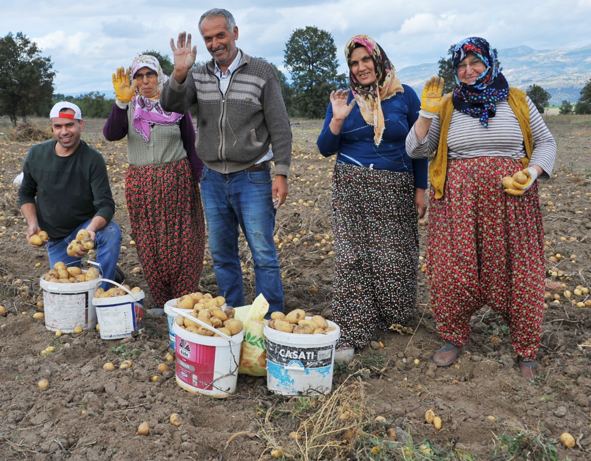 Patates hasadı başladı.