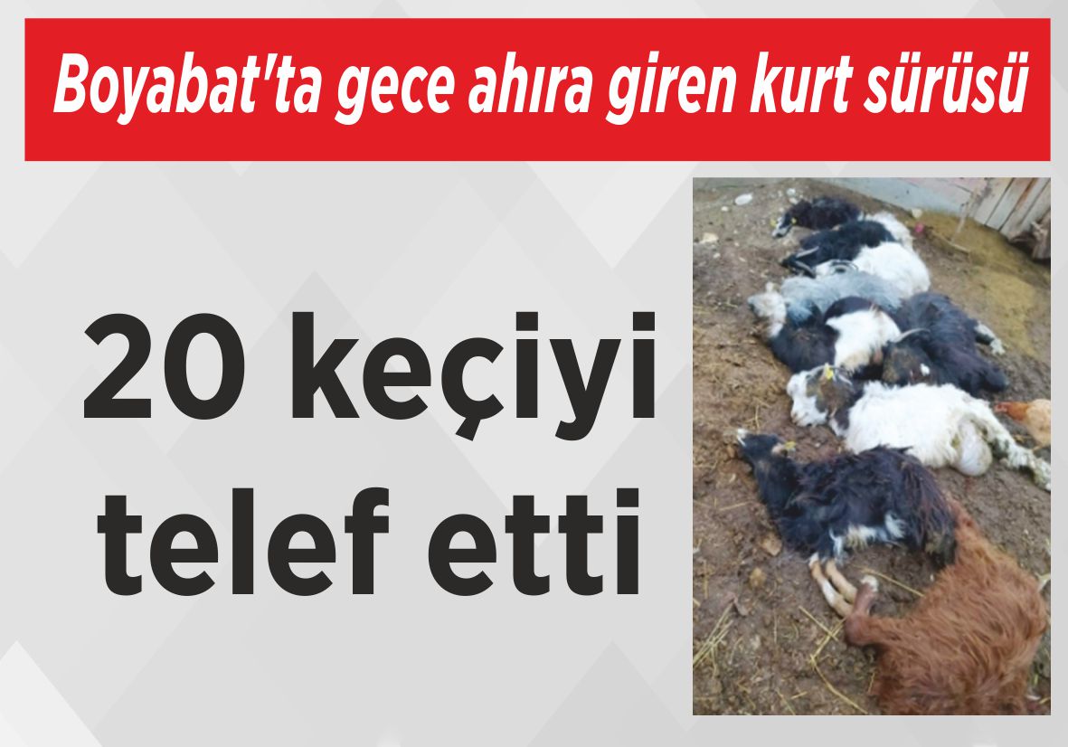 Boyabat’ta gece ahıra giren kurt sürüsü 20 keçiyi telef etti