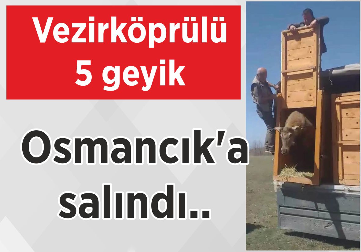 Vezirköprülü 5 geyik  Osmancık’a salındı..