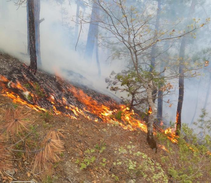 Akli dengesi yerinde olmayan şahıs Orman Yangını Çıkardı