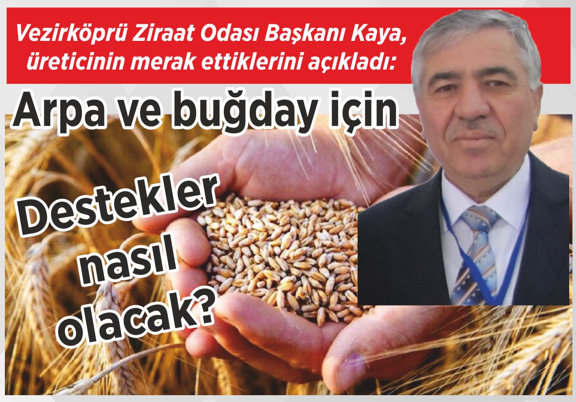 Vezirköprü Ziraat Odası Başkanı Kaya, üreticinin merak ettiklerini açıkladı: Arpa ve buğday için Destekler nasıl olacak?