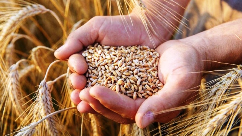 Vezirköprü Ziraat Odası Başkanı Kaya, üreticinin merak ettiklerini açıkladı: Arpa ve buğday için destekler nasıl olacak?