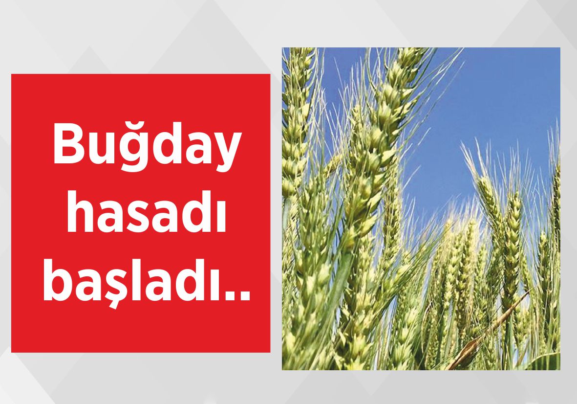 Buğday hasadı başladı..