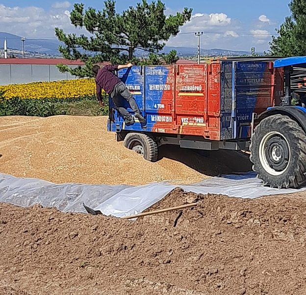 Buğdayda fiyat netleşiyor