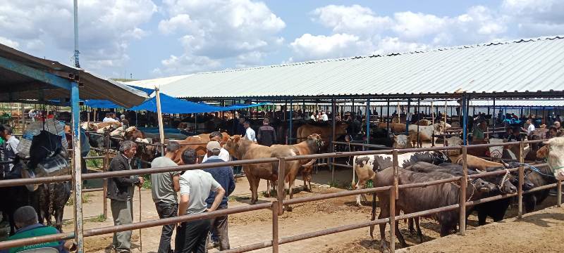 Kurban Bayramınız kutlu olsun!..