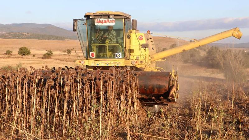 Ayçiçeği hasadı başladı…