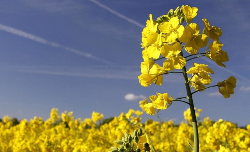 Devlet Destekli Kanola Tohumu Dağıtılacak
