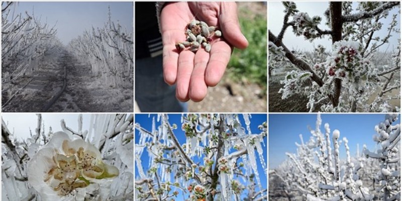 Zirai Don ödemeleri yapılacak