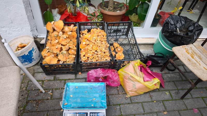 Mantar sezonu başladı