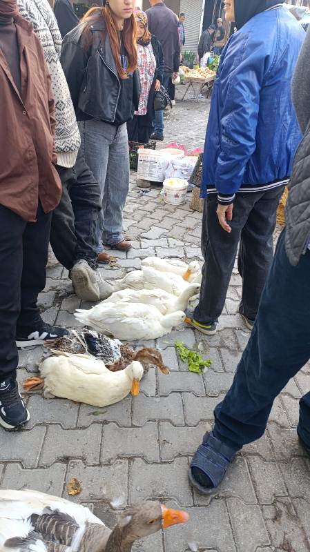 Tavuk Pazarı yeniden kurulamaz mı?