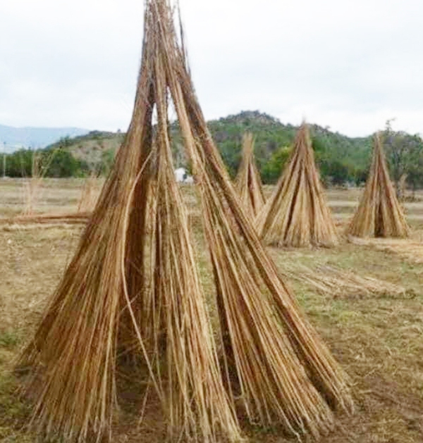 Kenevir ekimi için başvurular başladı