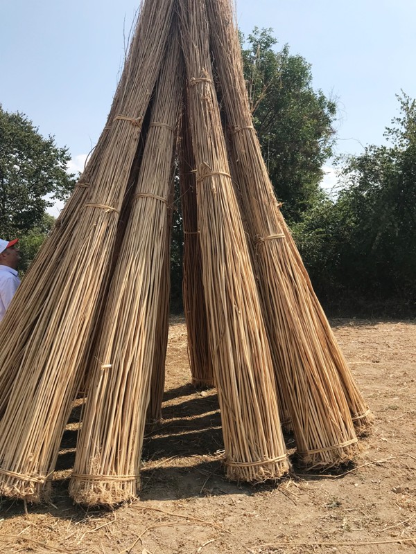 21 İl İçin Kenevir İzni Çıktı!