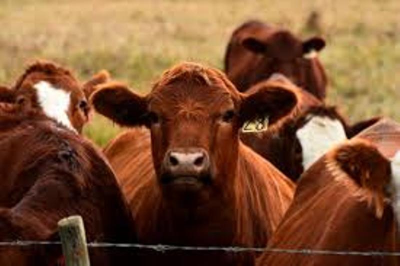 500 bin sığır ithal ediliyor!