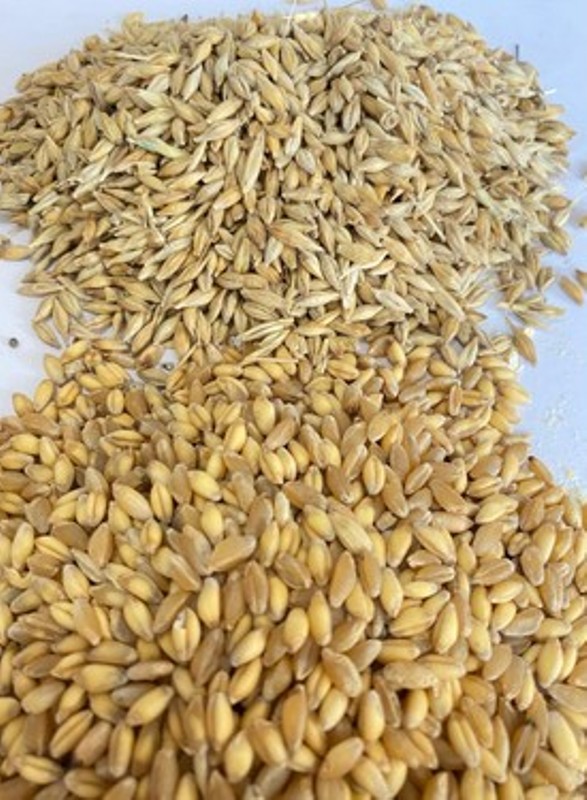 Şubat ayı buğday ve arpa fiyatları belli oldu