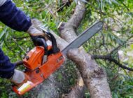 Odun üretiminde Vezirköprü’den dev katkı