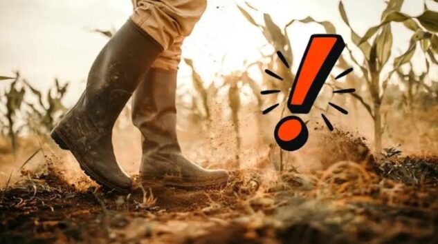 Buğday Üreticisi GÜBRE’den şikayetçi