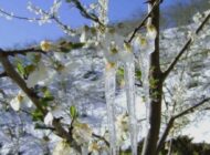 Orta Karadeniz için zirai don uyarısı