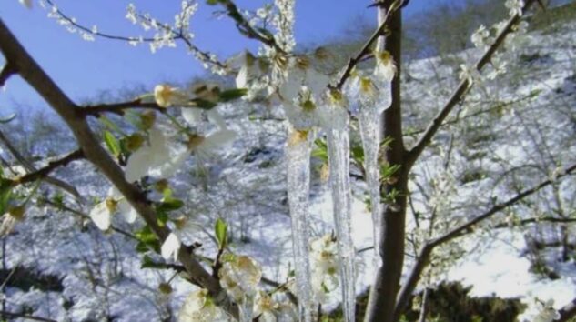 Orta Karadeniz için zirai don uyarısı