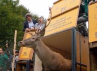 Kunduz’dan Ordu’ya 16 Kızıl Geyik daha…