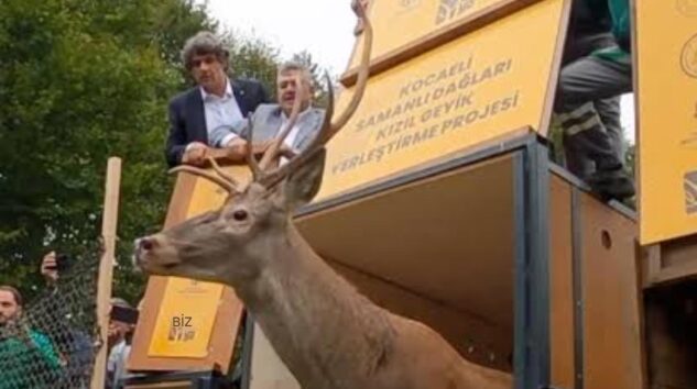 Kunduz’dan Ordu’ya 16 Kızıl Geyik daha…