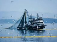 Balık yasağı başladı: 4,5 ay sürecek