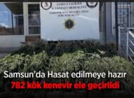 Bafra’da Büyük Narkotik Operasyonu: Hasada Hazır Kenevirler Ele Geçirildi