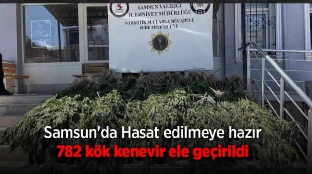Bafra’da Büyük Narkotik Operasyonu: Hasada Hazır Kenevirler Ele Geçirildi