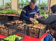 Vezirköprü’de Mantar Sezonu Açıldı