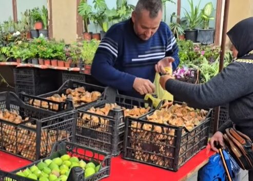 Vezirköprü’de Mantar Sezonu Açıldı